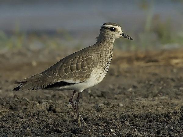 Arohyyppä, Sociable Lapwing, Vanellus gregarius